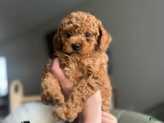 Miniature Poodle dogs Sully - Ad 26