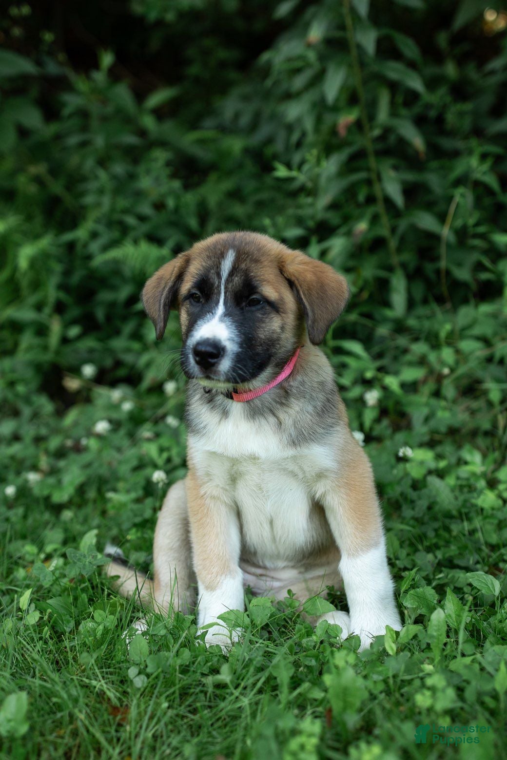 Mixed Breed dogs Dolly - Ad 1