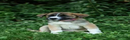 Mixed Breed dogs for sale: Dolly - Ad 1