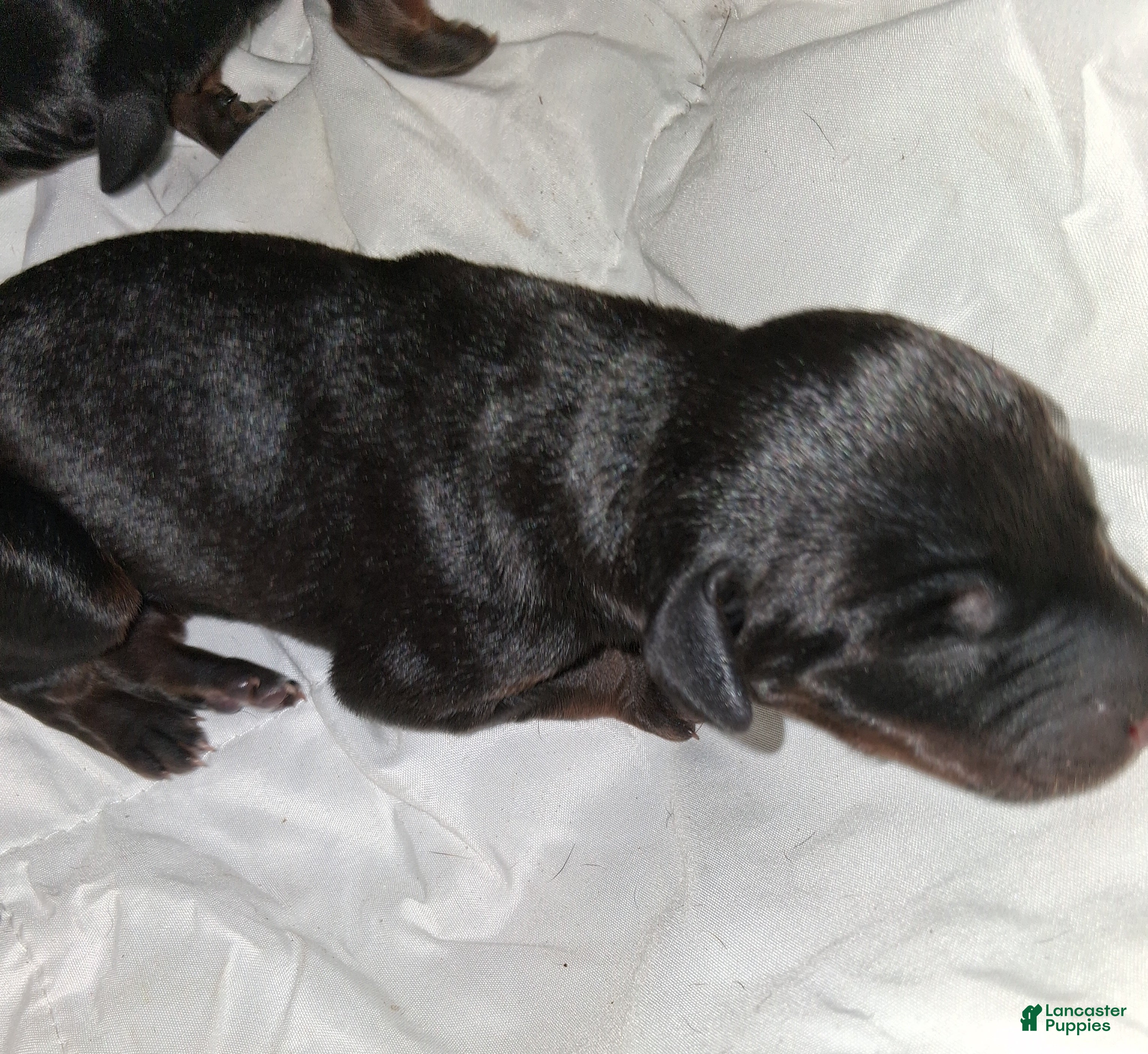 Doberman Pinscher dogs for sale: Doberman Pinscher 8 - Ad 13