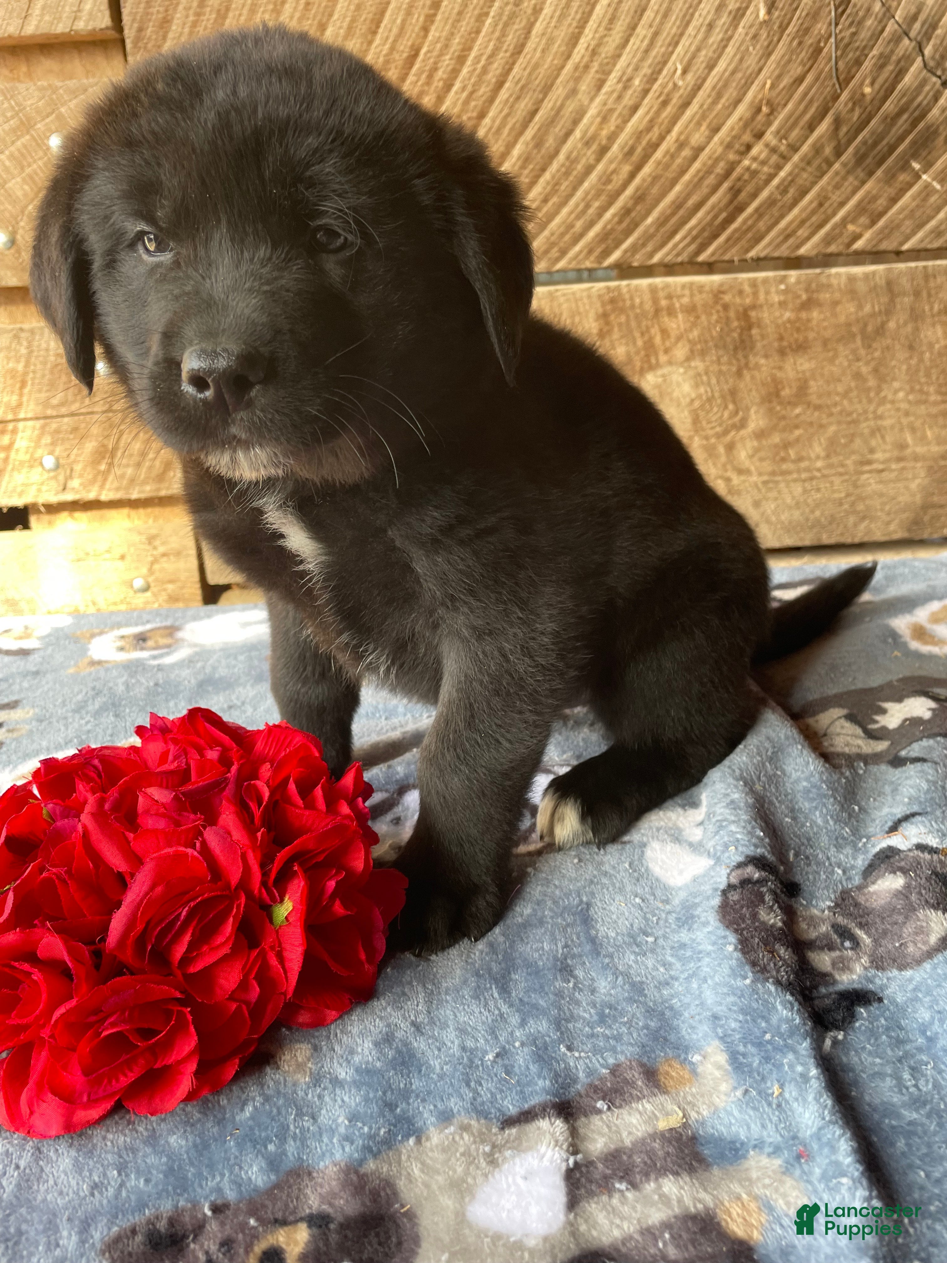 Mixed Breed dogs Yuki - Ad 42