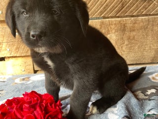 Mixed Breed dogs Yuki - Ad 42