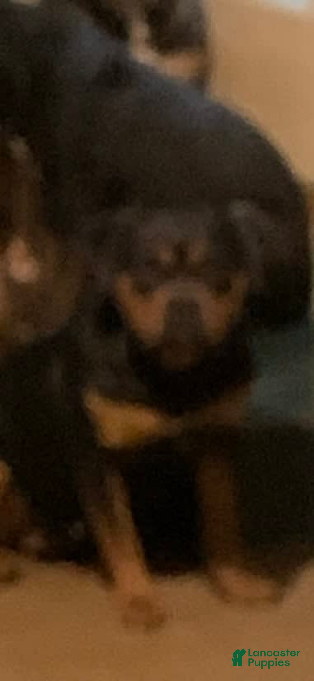 American Bully dogs for sale: Merl - Ad 6