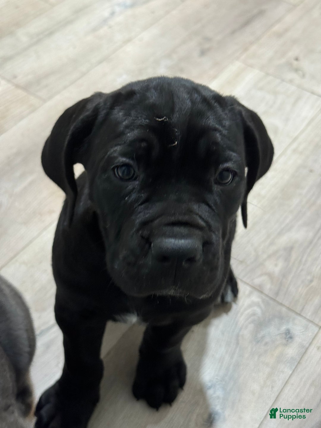 Cane Corso dogs for sale: Siren - Ad 11