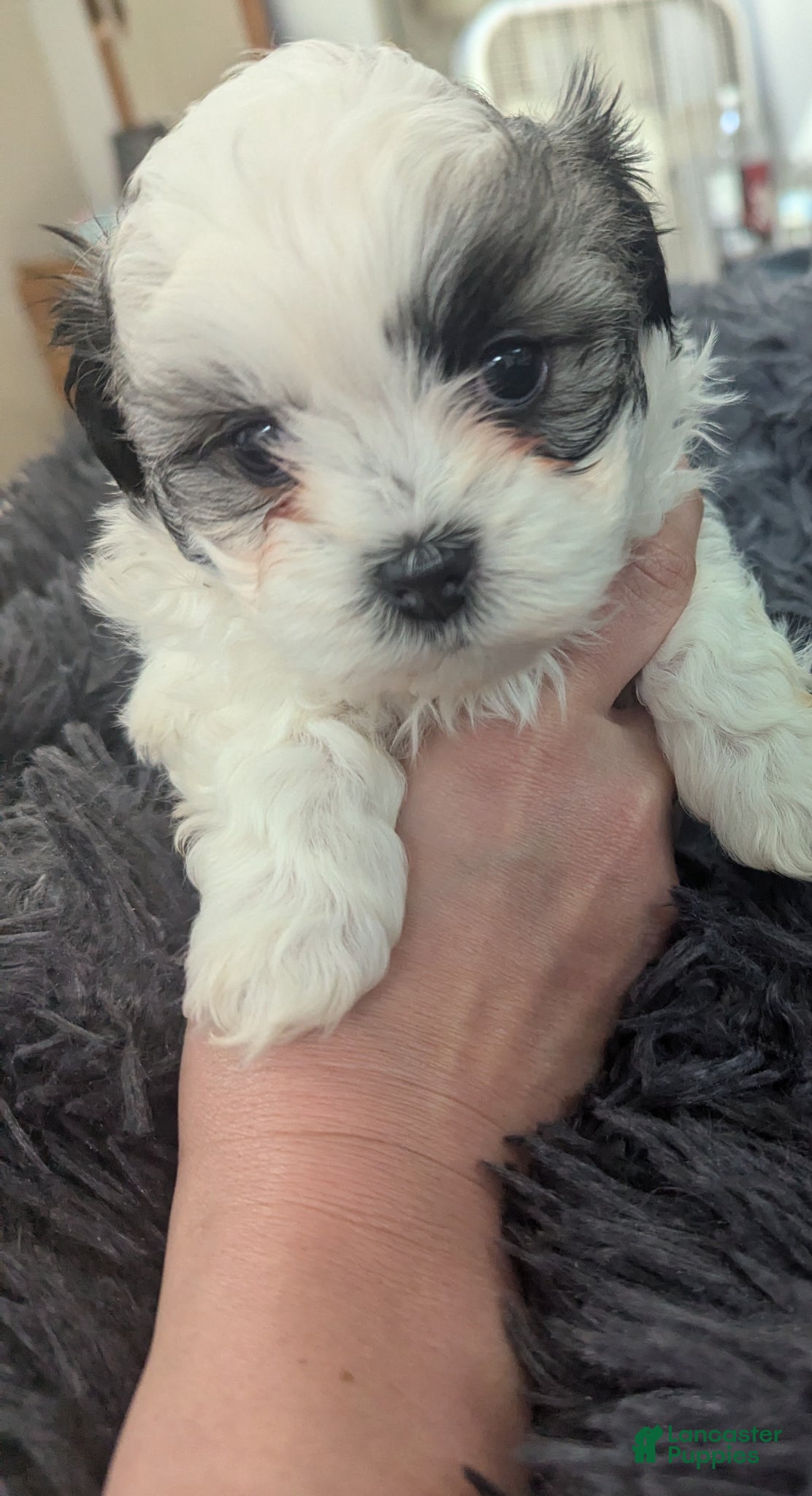 Teddy Bear dogs Feisty McBubbles - Ad 25