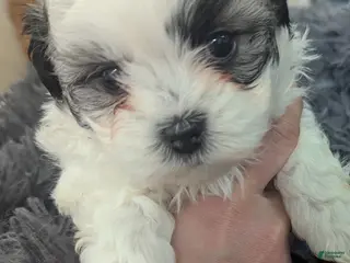 Teddy Bear dogs Feisty McBubbles - Ad 25