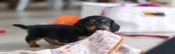 Miniature Dachshund dogs for sale: Mariah - Ad 12
