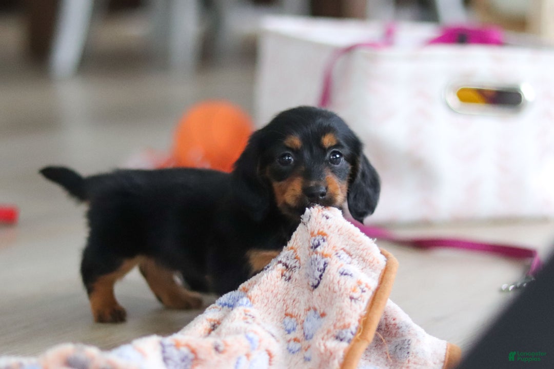 Miniature Dachshund dogs for sale: Mariah - Ad 12
