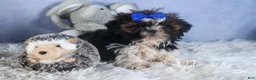 Shih Tzu dogs for sale: BUDDY - Ad 3