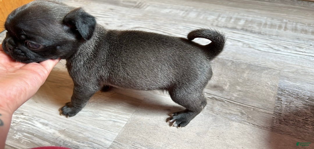 Gallery Image {{count}}