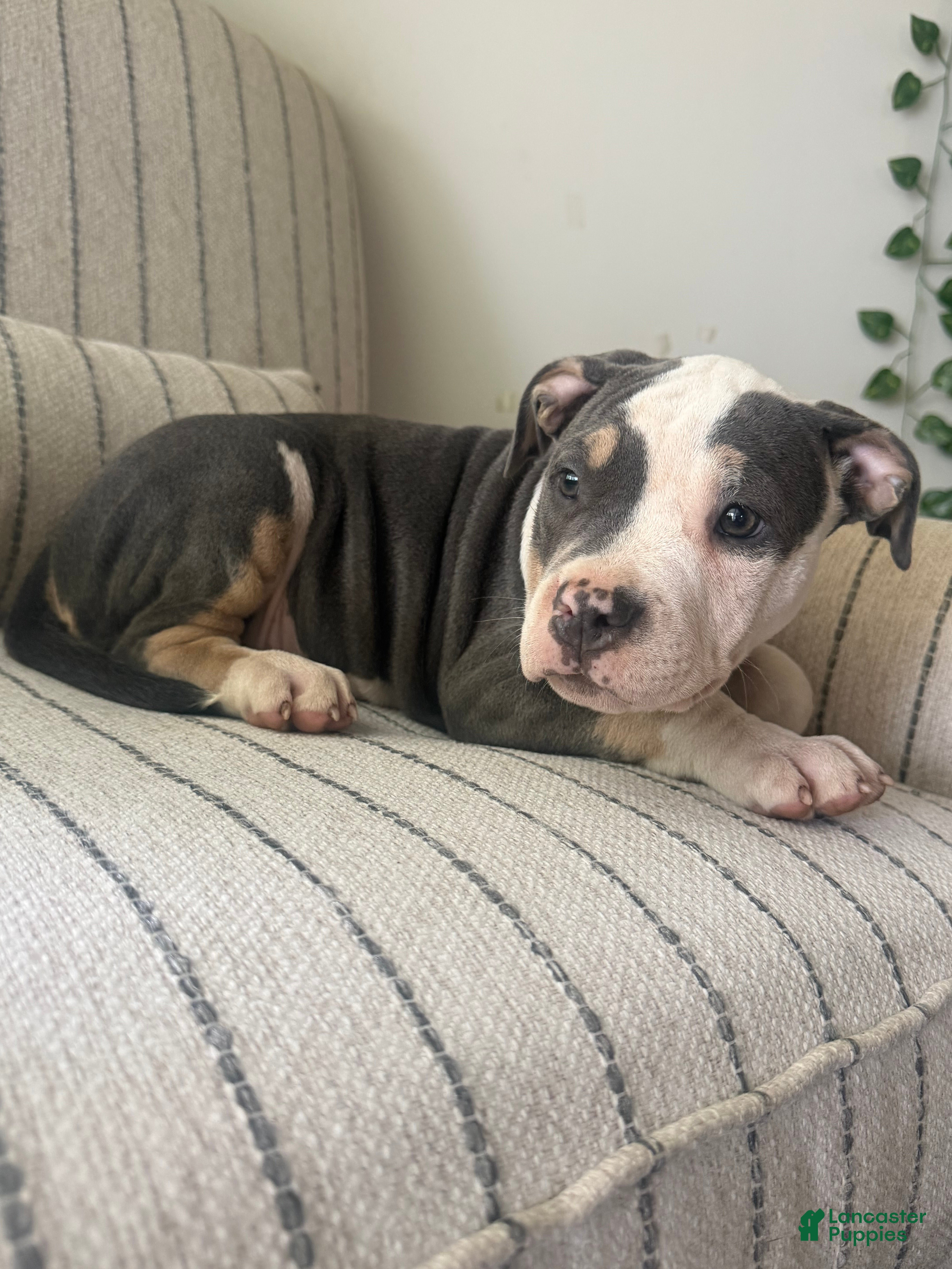 American Bully dogs Harley - Ad 2
