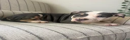 American Bully dogs for sale: Harley - Ad 2