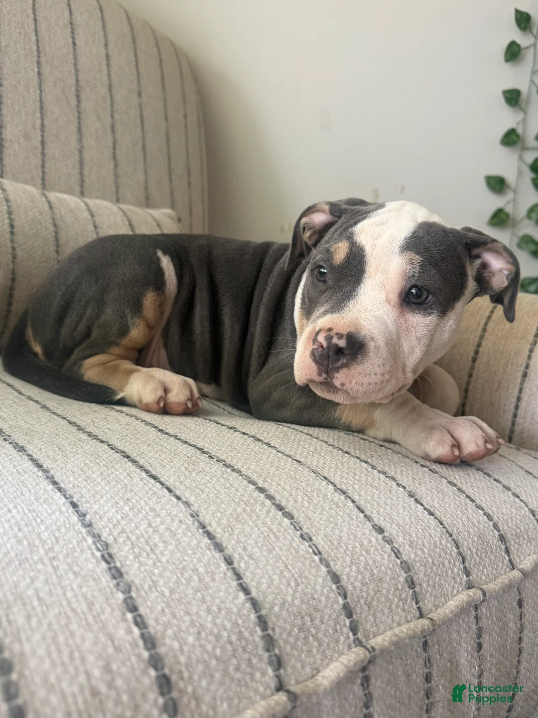 American Bully dogs for sale: Harley - Ad 2