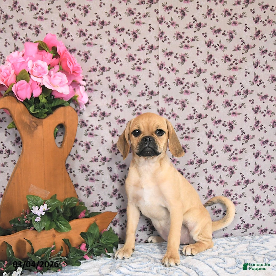 Puggle dogs Kaci - Ad 1
