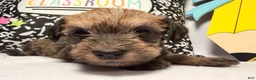 Mixed Breed dogs for sale: Binkles  - Ad 4