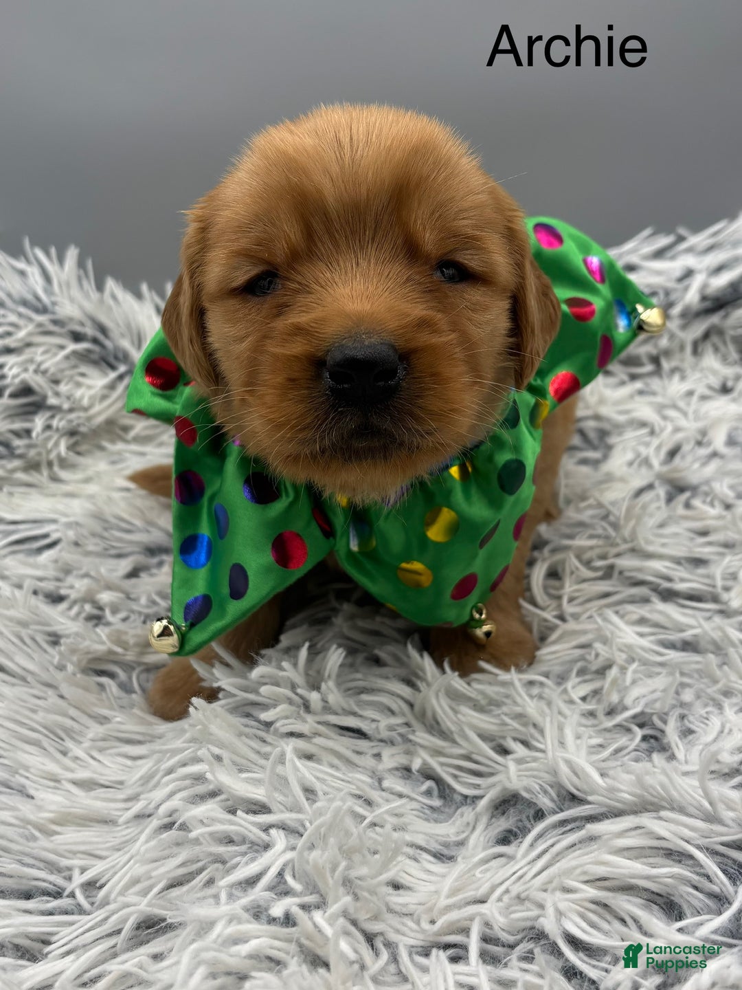 Golden Retriever dogs for sale: Archie. - Ad 5