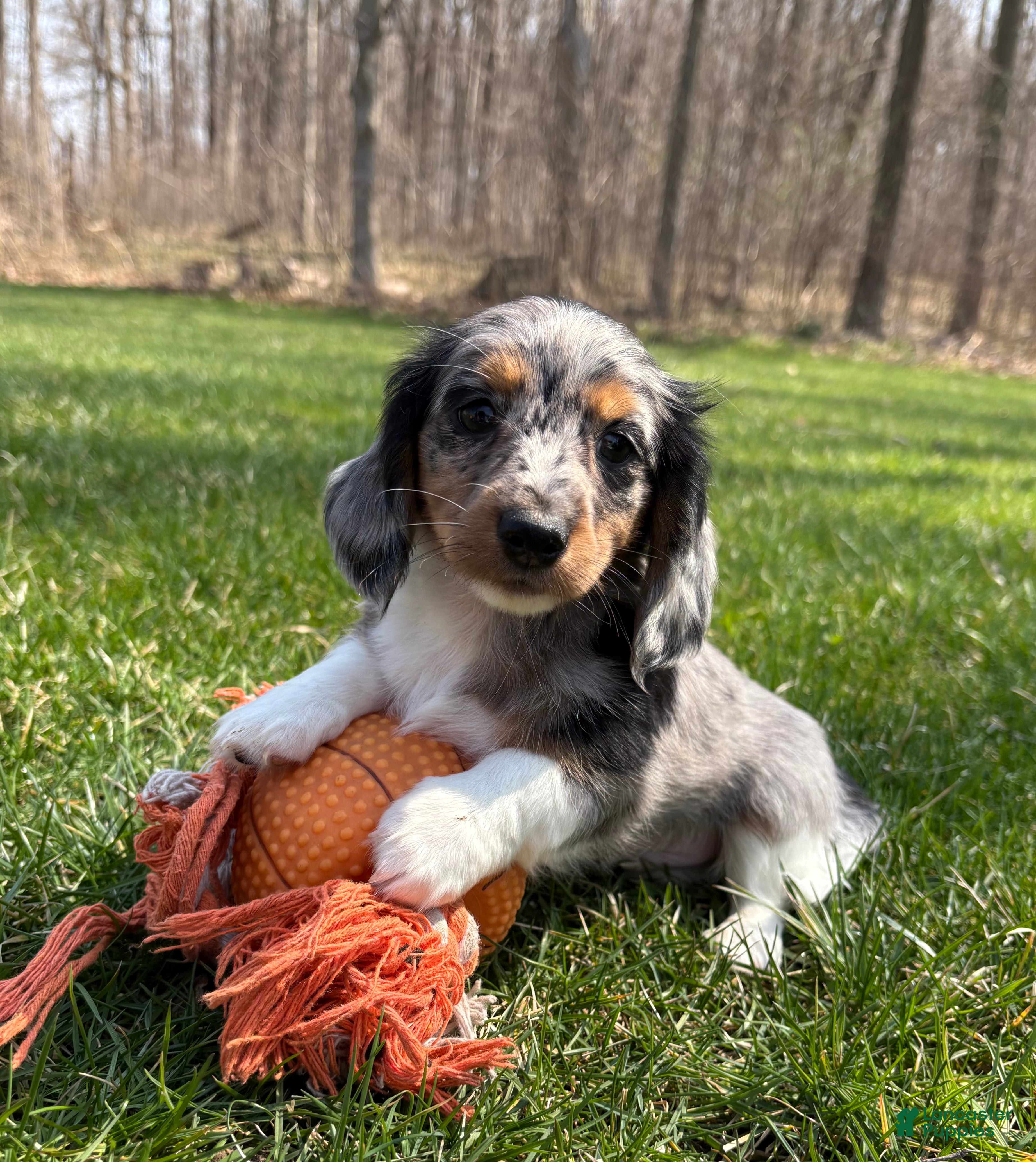 Dachshund dogs Vendo - Ad 1
