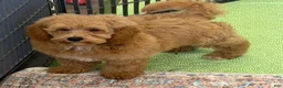 Mini Goldendoodle dogs for sale: Thompson - Ad 6