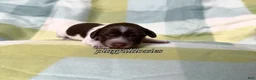 Miniature Dachshund dogs for sale: AKC Chocolate Piebald Female Long Haired Miniature Dachshund Puppy - Ad 29