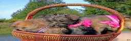 Chorkie dogs for sale: Sweet Pea - Ad 3