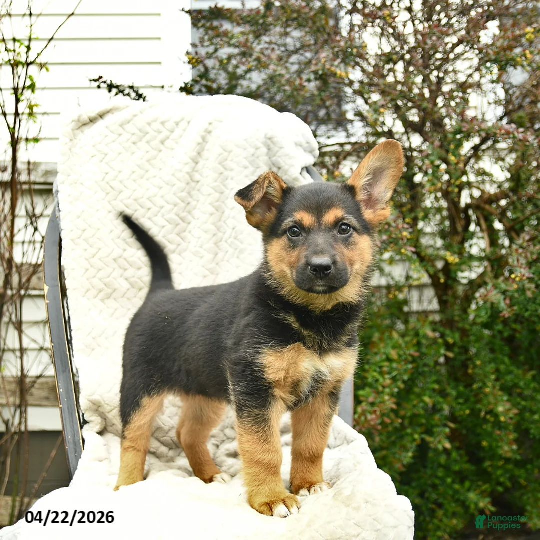 Mixed Breed dogs for sale: Paris  - Ad 1