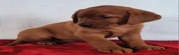 Labrador Retriever dogs for sale: Penny - Ad 6