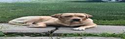 Labrador Retriever dogs for sale: Labrador Retriever 1 - Ad 9