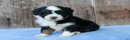 Aussiedoodle dogs for sale: Kyle - Ad 3