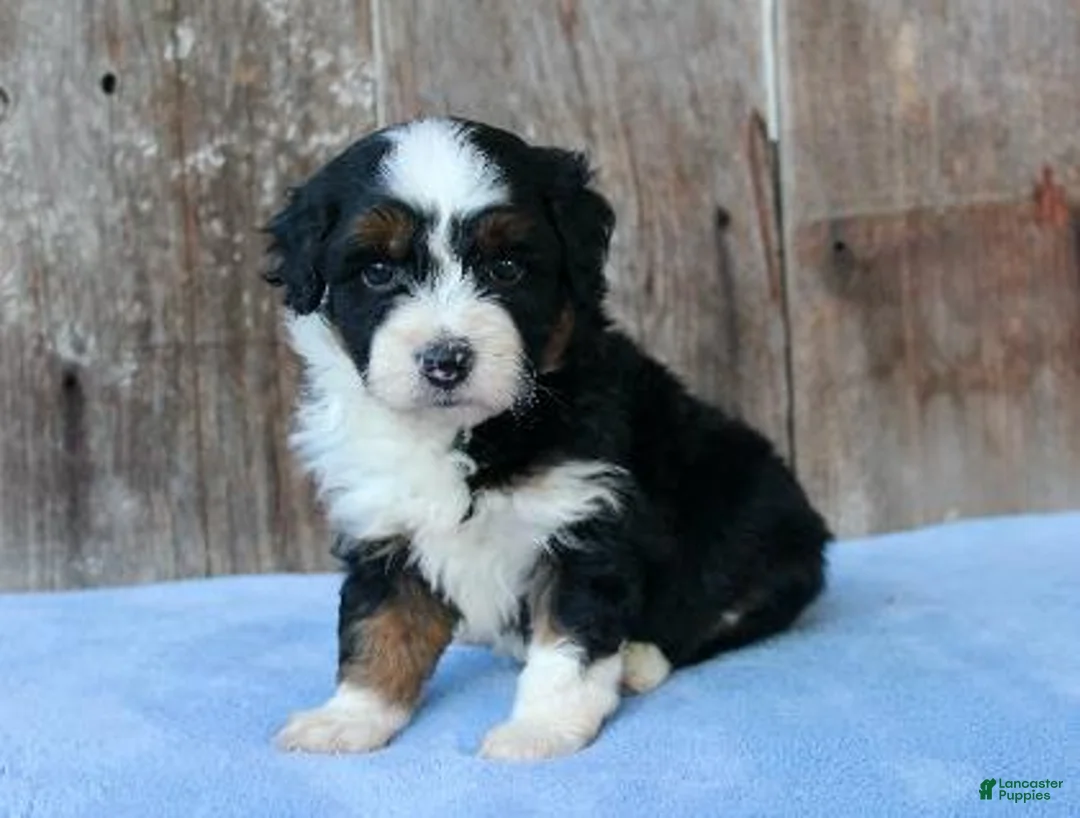 Aussiedoodle dogs for sale: Kyle - Ad 3