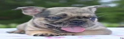 Mixed Breed dogs for sale: Tanka  - Ad 18