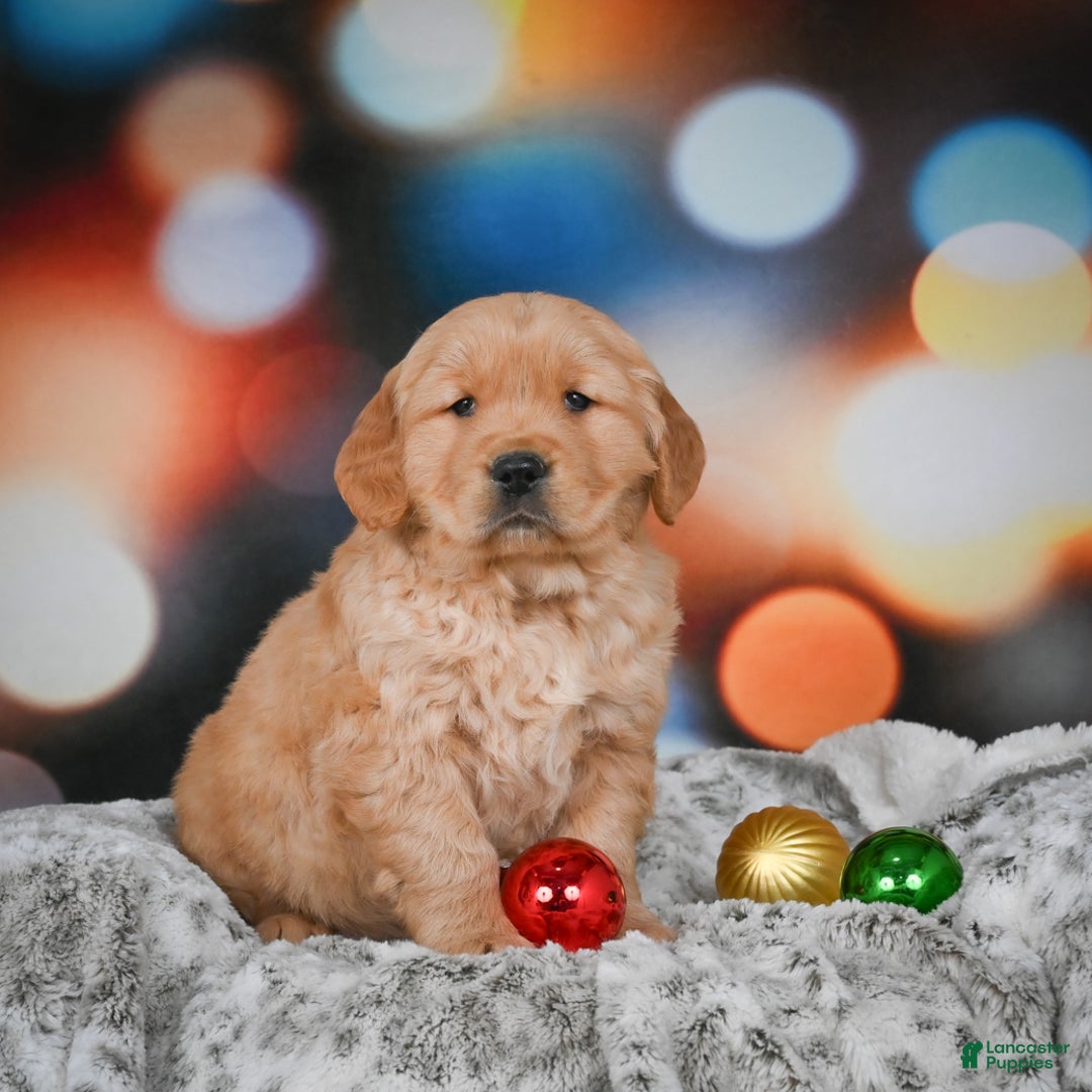 Golden Retriever dogs for sale: Charlie - Ad 4