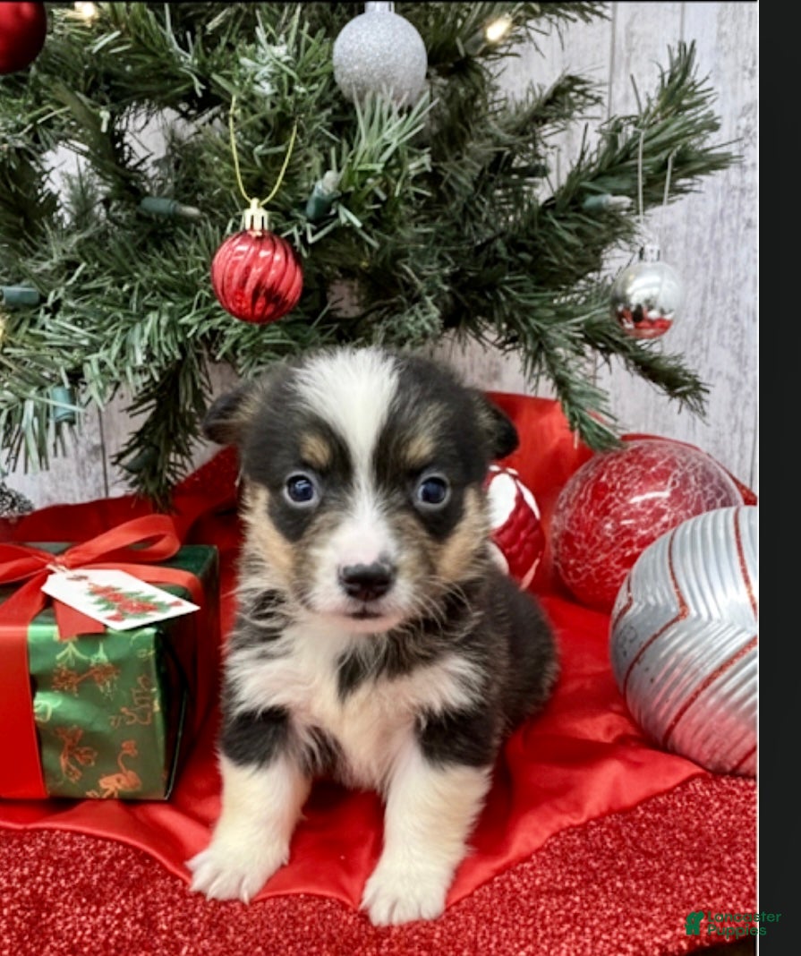 American Corgi dogs Male corgi 4 - Ad 3