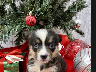 American Corgi dogs Male corgi 4 - Ad 3