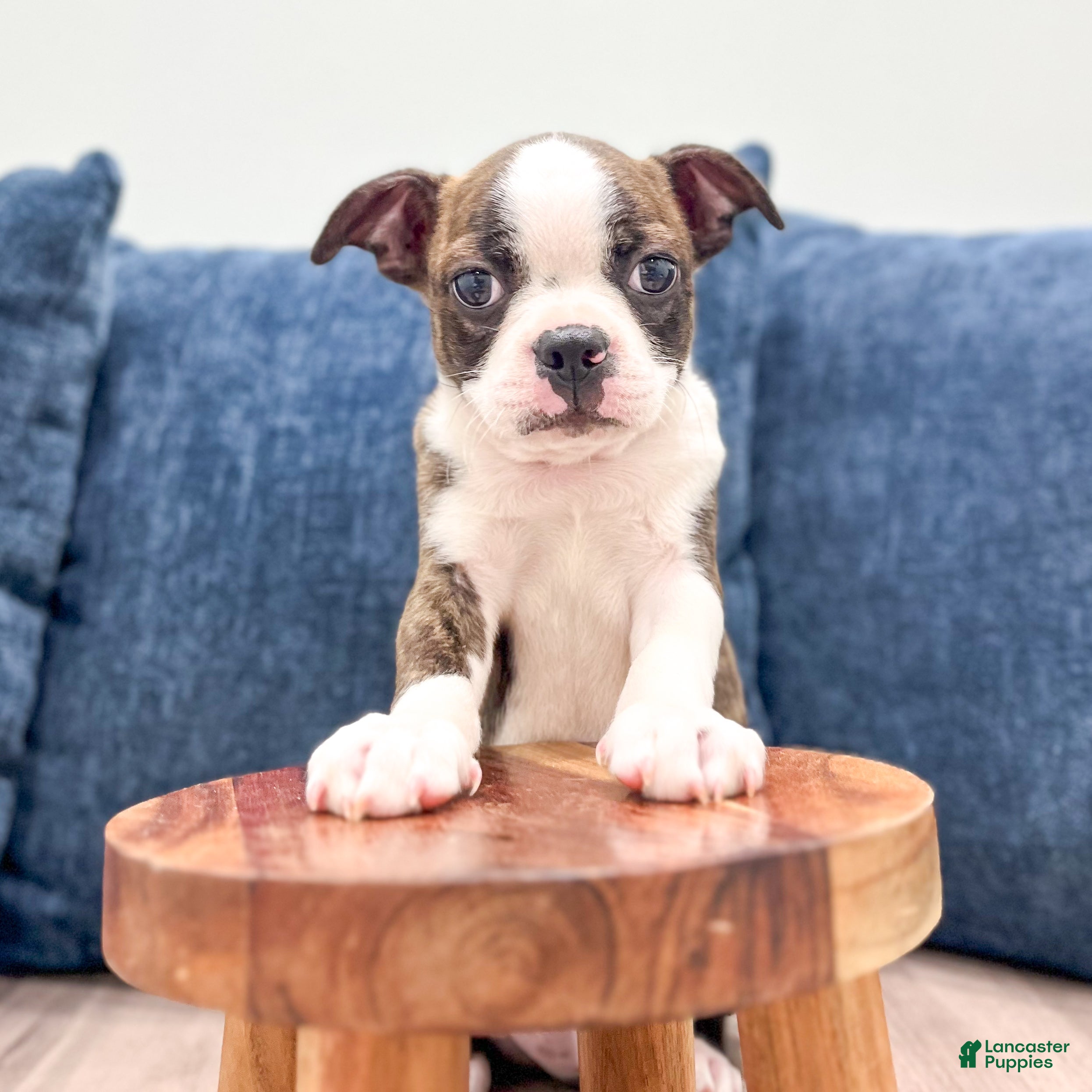 Boston Terrier dogs Milo - Ad 2