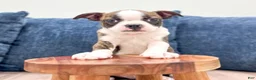 Boston Terrier dogs for sale: Milo - Ad 2
