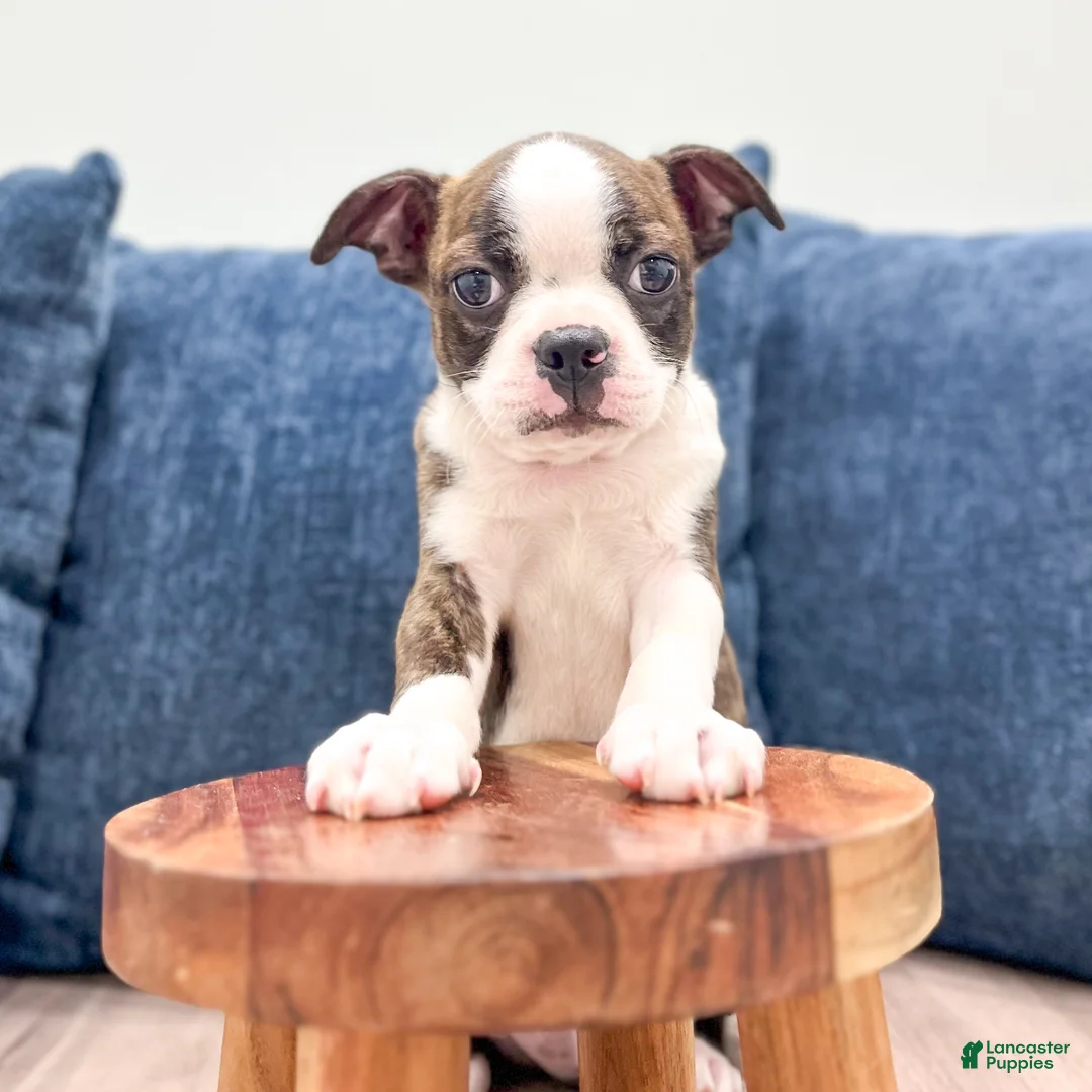 Boston Terrier dogs for sale: Milo - Ad 2
