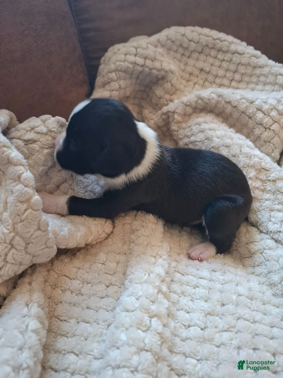 Boxer dogs for sale: Boxer 2 - Ad 2