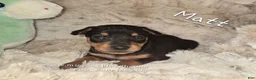 Miniature Pinscher dogs for sale:  Matt black and rust  - Ad 6