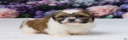 Shih Tzu dogs for sale: Rosy - Ad 3