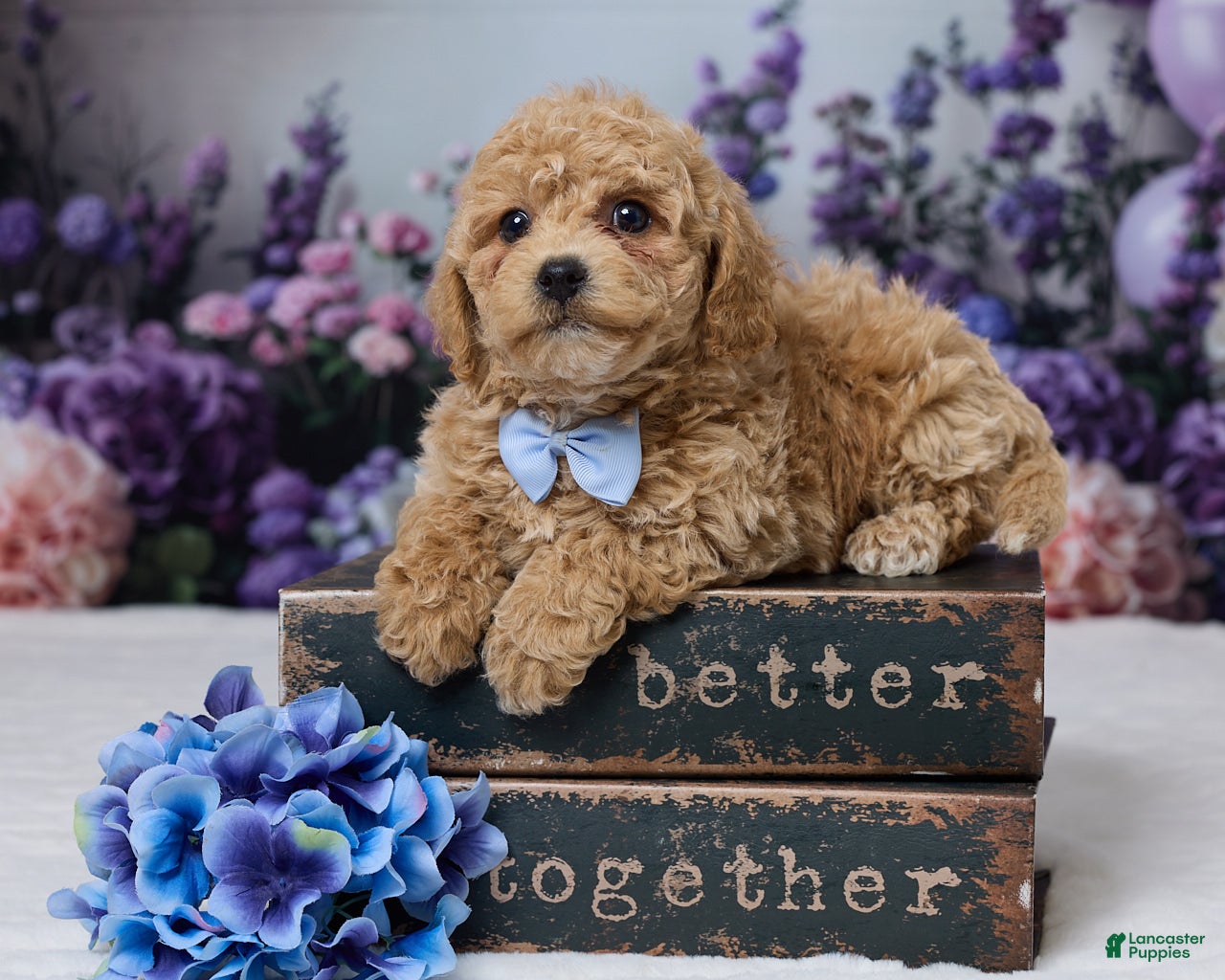 Bichpoo dogs Duke - Ad 1