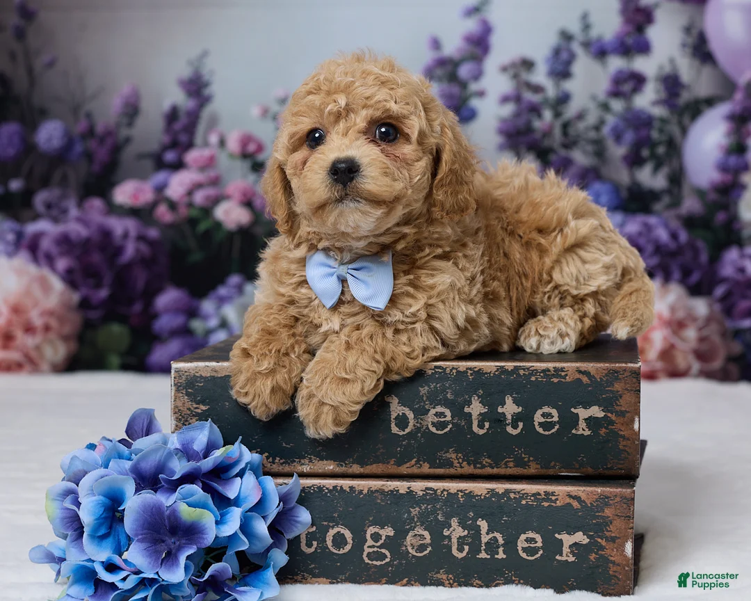 Bichpoo dogs for sale: Duke - Ad 1