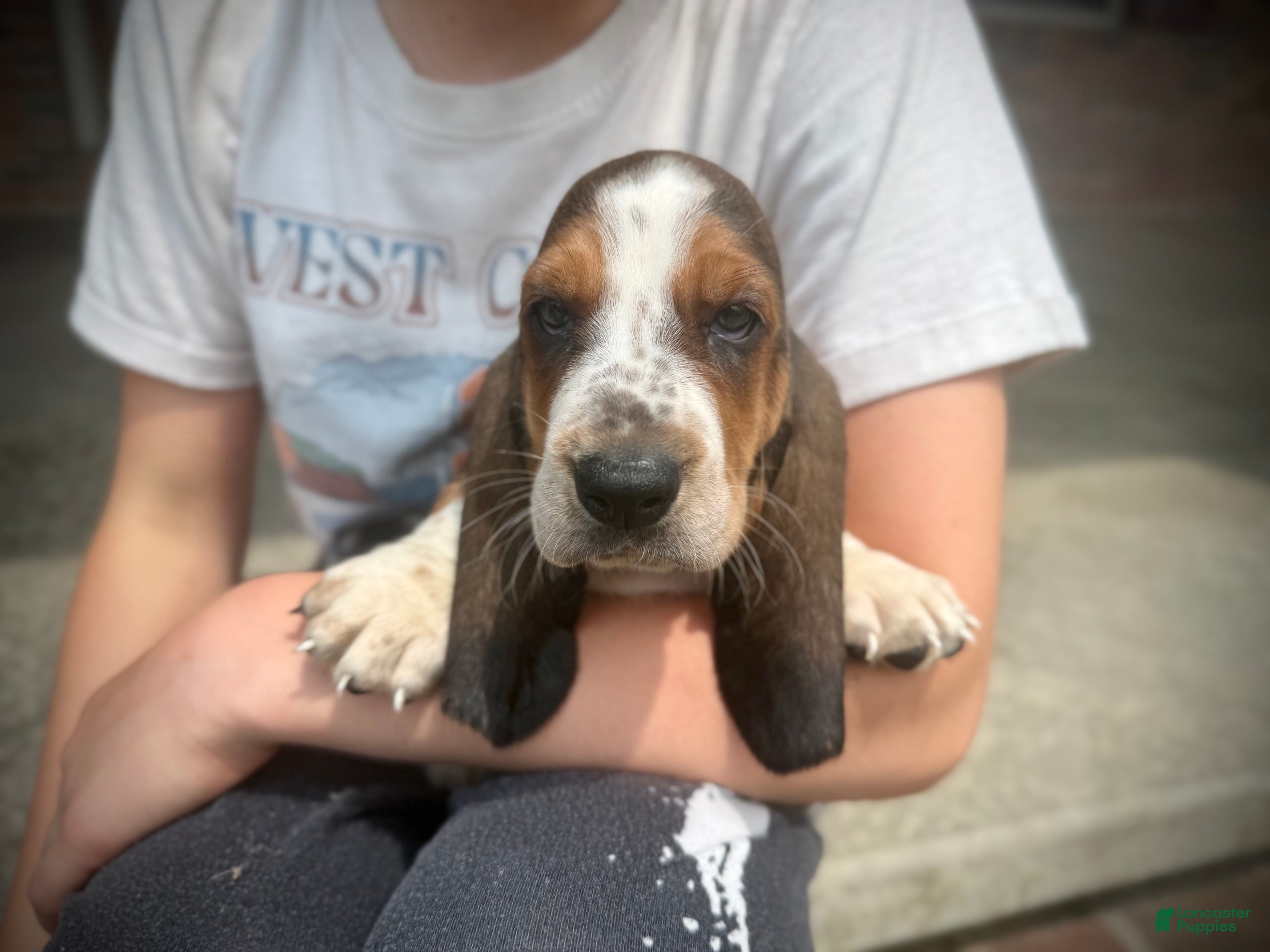 Basset Hound dogs Hank - Ad 1