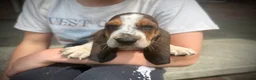 Basset Hound dogs for sale: Hank - Ad 1