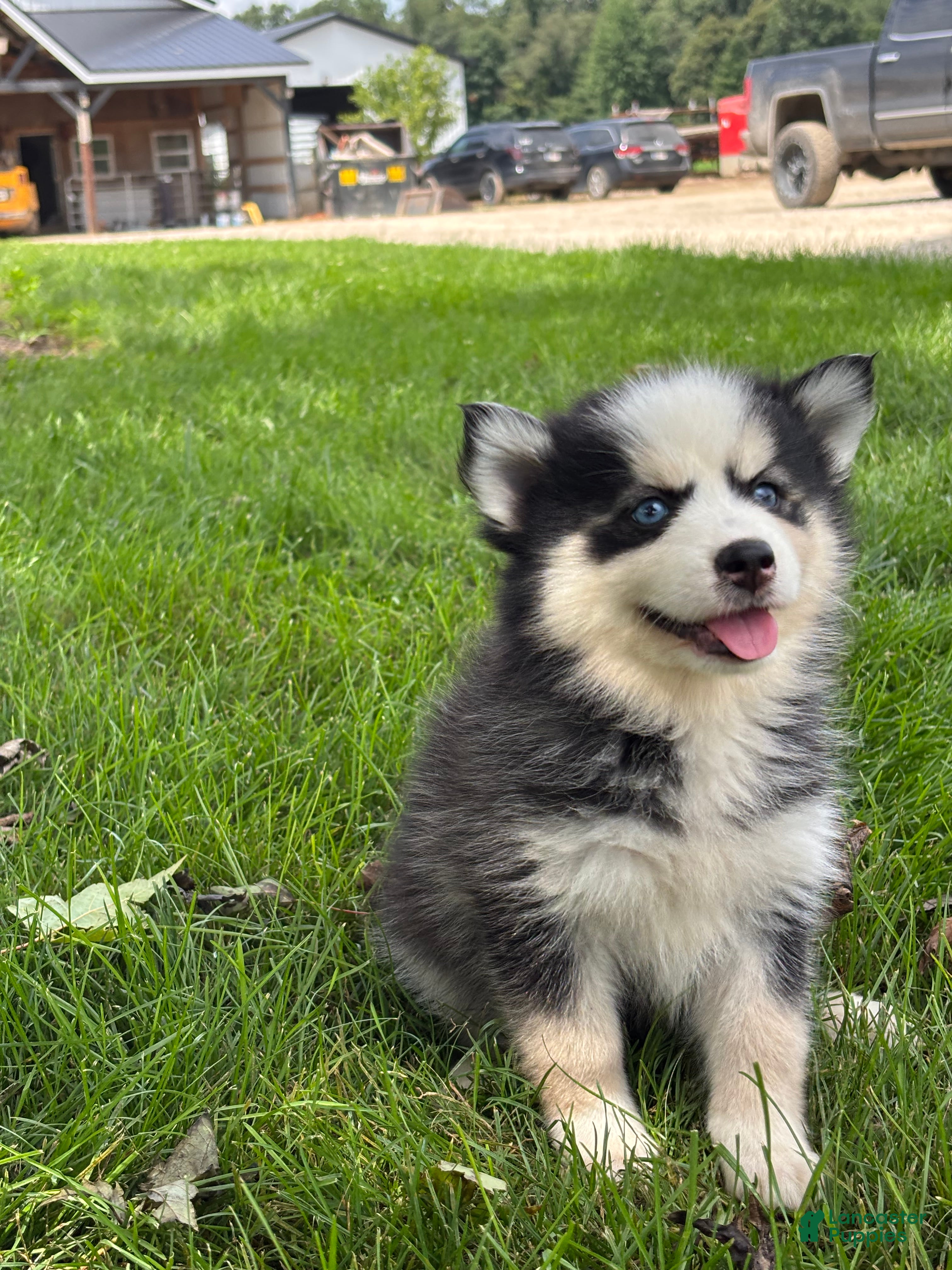Pomsky dogs Doris - Ad 1