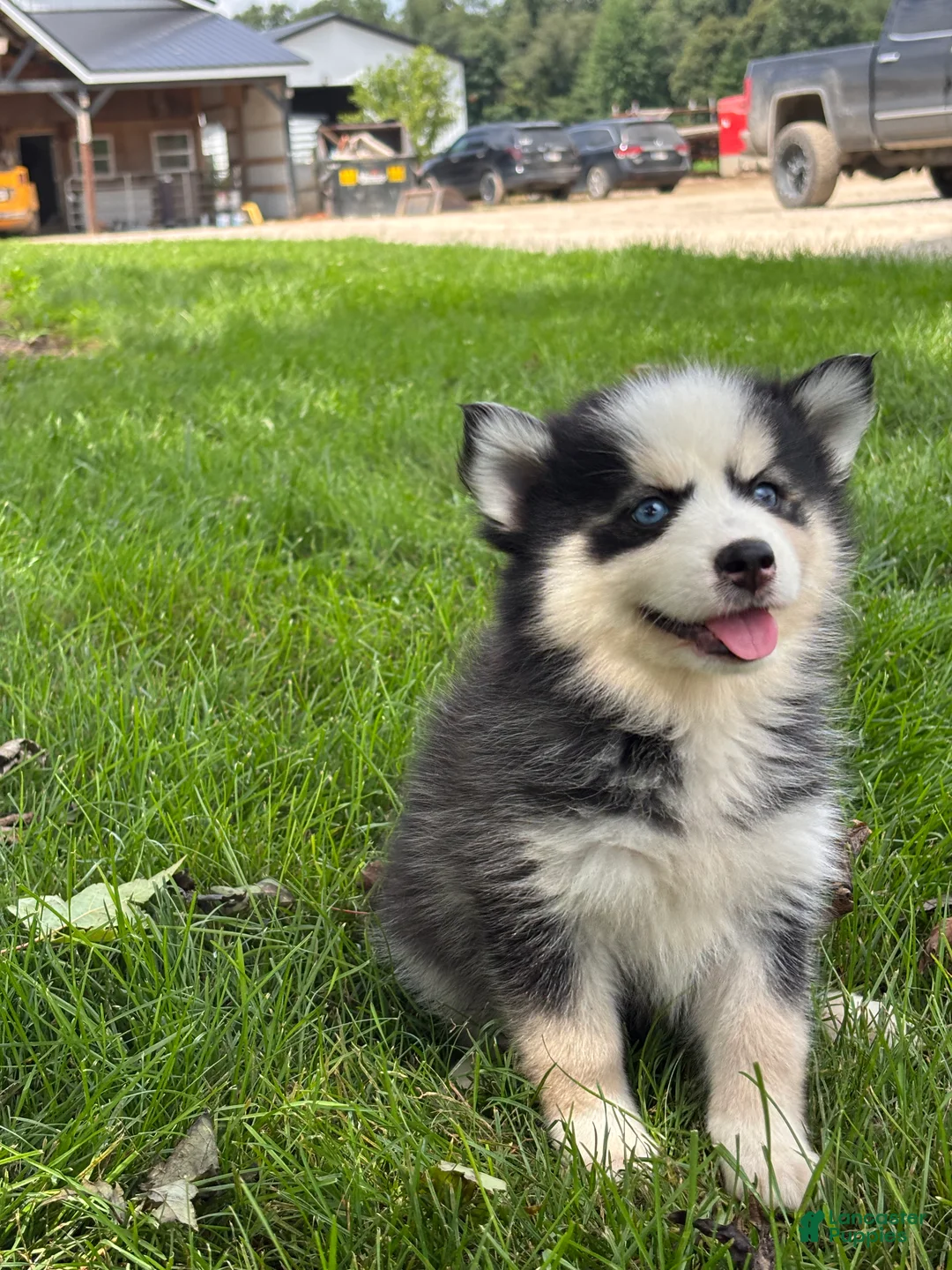 Pomsky dogs for sale: Doris - Ad 1