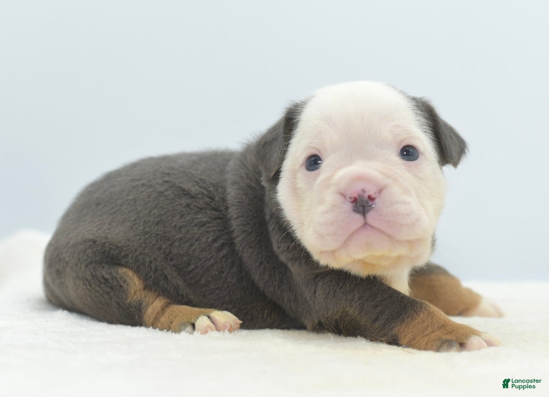 Mixed Breed dogs for sale: Macho blue mini  - Ad 9