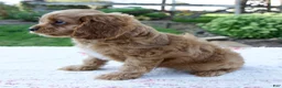 Cavapoo dogs for sale: Echo - Ad 7