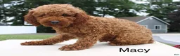 Toy Poodle dogs for sale: Jade - Ad 4