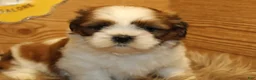 Shih Tzu dogs for sale: Bailey - Ad 7