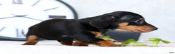 Miniature Dachshund dogs for sale: Fern - Ad 9